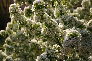 spring background. flower of pear fruit. a tree with white flowers that says spring on it. photo