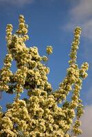 spring background. flower of pear fruit. a tree with white flowers that says spring on it. photo