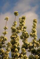 primavera antecedentes. flor de Pera fruta. un árbol con blanco flores ese dice primavera en él. foto