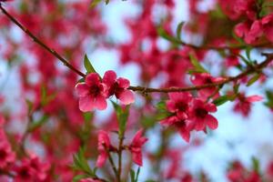 spring background. flower of peach fruit. a tree with pink flowers that are blooming photo