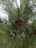 a pine cone that is on a tree photo