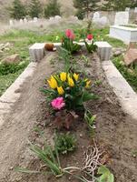 a flower bed with a grave marker in the middle. photo