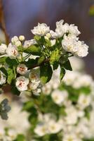 spring background. flower of pear fruit. a tree with white flowers that says spring on it. photo