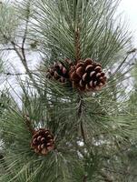 a pine cone that is on a tree photo