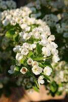 primavera antecedentes. flor de Pera fruta. un árbol con blanco flores ese dice primavera en él. foto