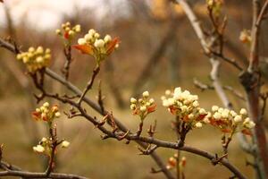 un árbol rama con blanco flores y un borroso antecedentes. foto