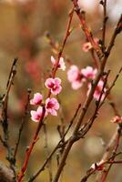 primavera antecedentes. flor de melocotón fruta. un árbol con rosado flores ese son floreciente foto