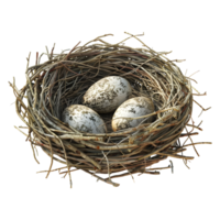 des œufs dans une nid sur transparent Contexte - png