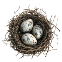 Eier im ein Nest auf transparent Hintergrund - - png