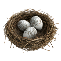 Eier im ein Nest auf transparent Hintergrund - - png