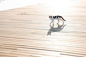 un ruso gato camina en un muelle a lo largo el terraplén, un de madera plataforma de tableros, un Doméstico gato, un extraviado gato, un sombra en el la carretera. foto