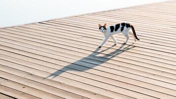 un sucio calle gato deambula el acera, un largo sombra desde el gato caídas en el camino, un mascota, No de pura raza gato. foto
