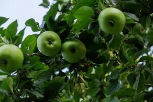 Green ripe apples grown in garden. Homegrown organic fruits. Seasonal locally grown countryside food produce. Farming photo