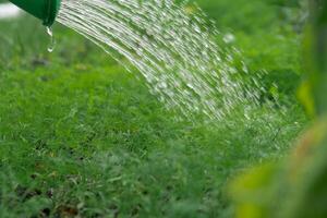 Farmer watering dill green herbs in outdoor garden. Concept of healthy eating homegrown greenery vegetables. Seasonal countryside cottage core life. Farm produce photo