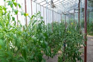 Green tomatoes in home garden greenhouse. Concept of locally grown organic vegetables food produce. Countryside harvesting photo