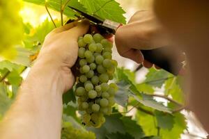 Male farmer picks bunches fresh grown green grapes from vineyard. Wine making produce. Homegrown locally agriculture healthy country life concept. Sunlight illuminates harvest. Farming photo