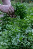 Man hands harvesting green herbs in outdoor garden. Concept of healthy eating homegrown greenery vegetables. Seasonal countryside cottage core life. Farm produce photo