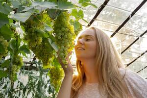 Female farmer breathing bunches fresh grown green grapes from vineyard. Wine making produce. Homegrown locally agriculture healthy country life concept. Sunlight illuminates harvest. Farming photo