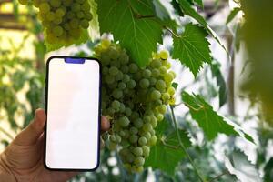 artificial inteligente administración sistema en granja. inteligente jardinería a hogar. vacío blanco pantalla móvil teléfono muestra. futurista ai tecnologías en agricultura agricultura. foto