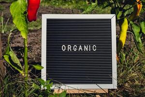 Letter board with text ORGANIC on background of garden bed with bell pepper. Organic farming, produce local vegetables concept. Supporting local farmers. Seasonal market photo
