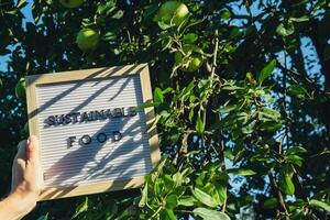 SUSTAINABLE FOOD message on background of fresh eco-friendly bio grown green apples in garden. Countryside food production concept. Locally produce harvesting. Sustainability and responsibility photo