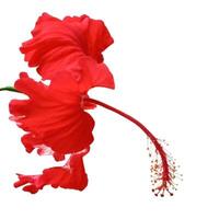 Red hibiscus flower isolated on white background photo
