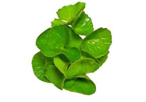 Gotu kola closeup, Asiatic pennywort, Indian pennywort, thankuni leaves isolated on white background photo