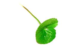 Gotu kola closeup, Asiatic pennywort, Indian pennywort, thankuni leaves isolated on white background photo