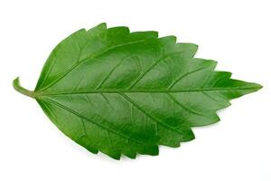 Hibiscus leaf isolated on white background photo