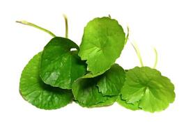 Gotu kola closeup, Asiatic pennywort, Indian pennywort, thankuni leaves isolated on white background photo