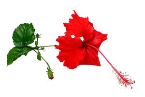 Red hibiscus flower isolated on white background photo