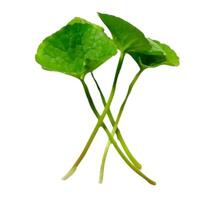 Gotu kola closeup, Asiatic pennywort, Indian pennywort, thankuni leaves isolated on white background photo