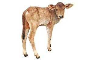 bebé vaca 12 dias antiguo en blanco antecedentes foto