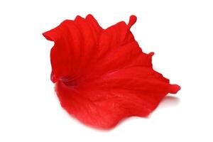 Hibiscus flower petals isolated on white background photo