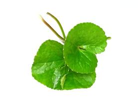 Gotu kola closeup, Asiatic pennywort, Indian pennywort, thankuni leaves isolated on white background photo