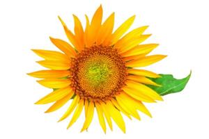 Sunflower flower isolated on white background photo