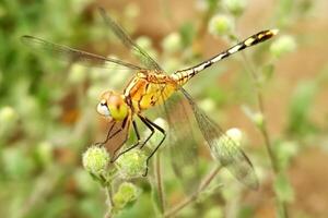 libélula después verde árbol naturaleza es hermosa libélula foto