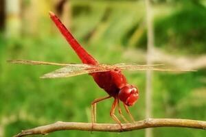 A red beautiful Dragonfly nature photo