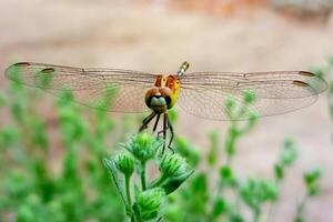 Dragonfly after green tree Nature is beautiful dragonfly photo