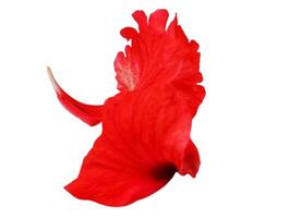 Hibiscus flower petals isolated on white background photo