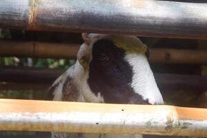 A Javanese goat sticks its head out of a stable photo