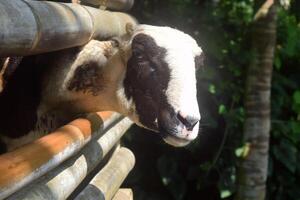 A Javanese goat sticks its head out of a stable photo