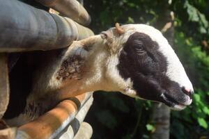 A Javanese goat sticks its head out of a stable photo