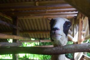 javanés cabras en un jaula son visto sonriente y frente a el cámara foto