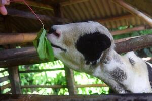 A Javanese goat being fed by someone in the cage photo