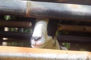 A Javanese goat sticks its head out of a stable photo