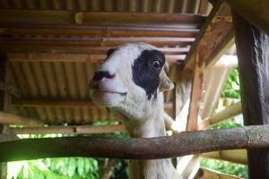 javanés cabras en un jaula son visto sonriente y frente a el cámara foto