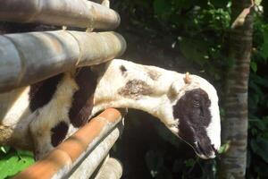 A Javanese goat is in a cage photo