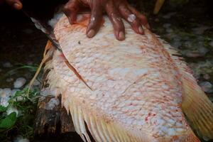 A person cleans the scales of a tilapia fish using a knife photo