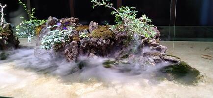 aquascape aquarium display photo